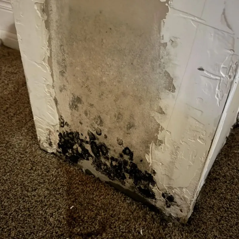 Professional Mold Removal in Lewis County, WV